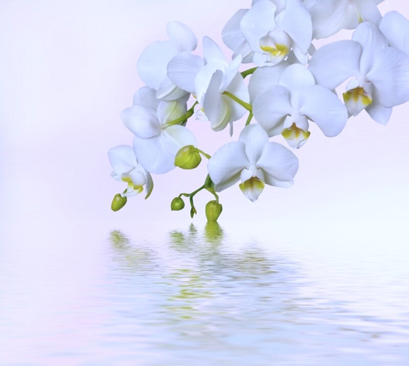 White Orchid Flowers — Serene, Photograph, Buds, Water