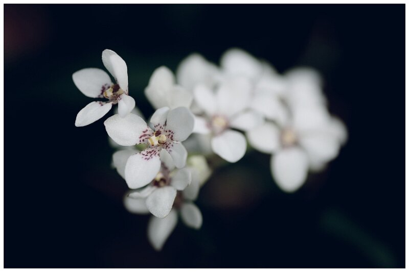 White Orchid Flowers — Serene, Photograph, Dark Background