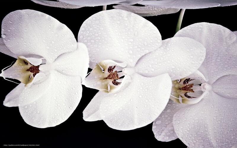 White Orchid Flowers — Serene, Photograph, Drops, Black Background