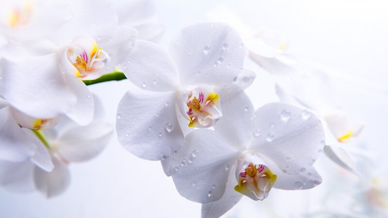 White Orchid Flowers — Serene, Photograph, Drops, Stem