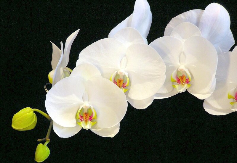 White Orchid Flowers — Serene, Photograph, Flower Buds, Petals