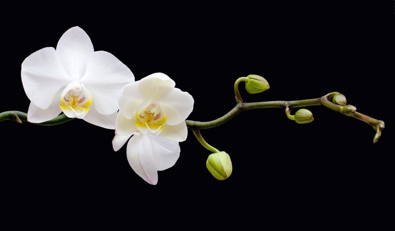 White Orchid Flowers — Serene, Photograph, Flower Buds, Stem, Black Background