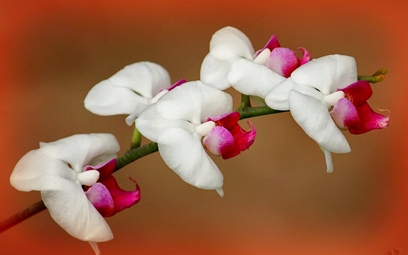 White Orchid Flowers — Serene, Photograph, Flower, Stem, Background