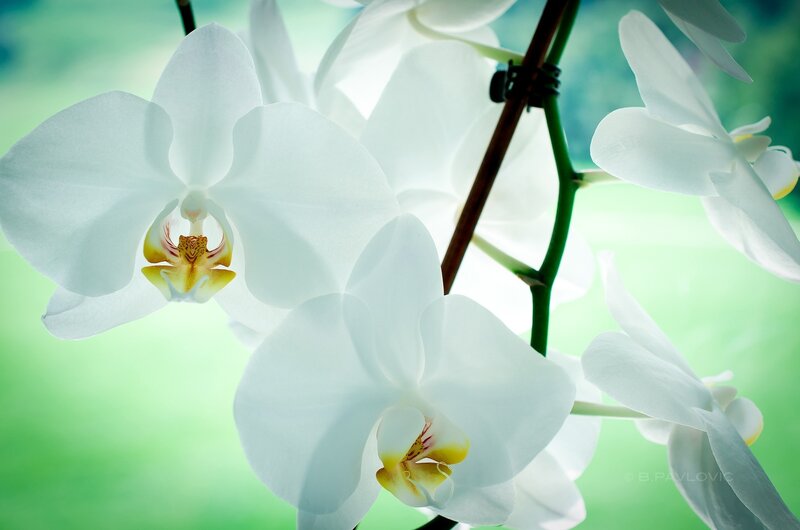 White Orchid Flowers — Serene, Photograph, Flower, Stem, Green Background