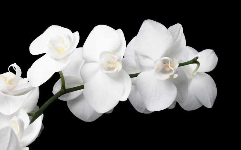 White Orchid Flowers — Serene, Photograph, Flower, Stem, Petal