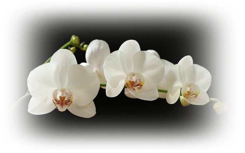 White Orchid Flowers — Serene, Photograph, Flower, Stem