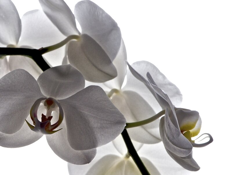 White Orchid Flowers — Serene, Photograph, Flower