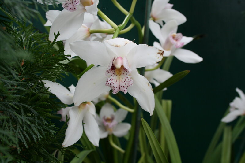 White Orchid Flowers — Serene, Photograph, Green Foliage