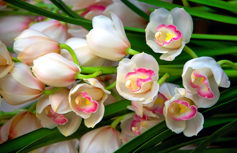 White Orchid Flowers — Serene, Photograph, Green Leaves, Buds