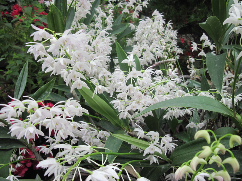White Orchid Flowers — Serene, Photograph, Green Leaves, Red Flowers