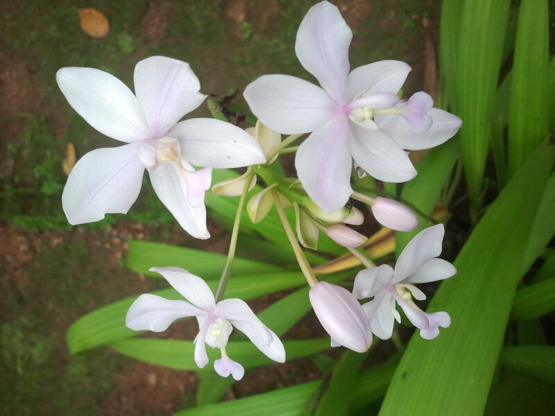 White Orchid Flowers — Serene, Photograph, Green Leaves, Soil