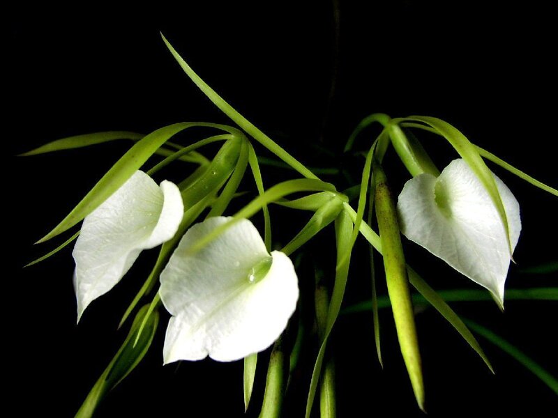 White Orchid Flowers — Serene, Photograph, Green Leaves
