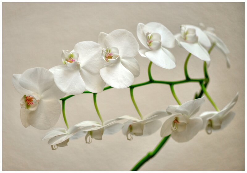 White Orchid Flowers — Serene, Photograph, Green Stem