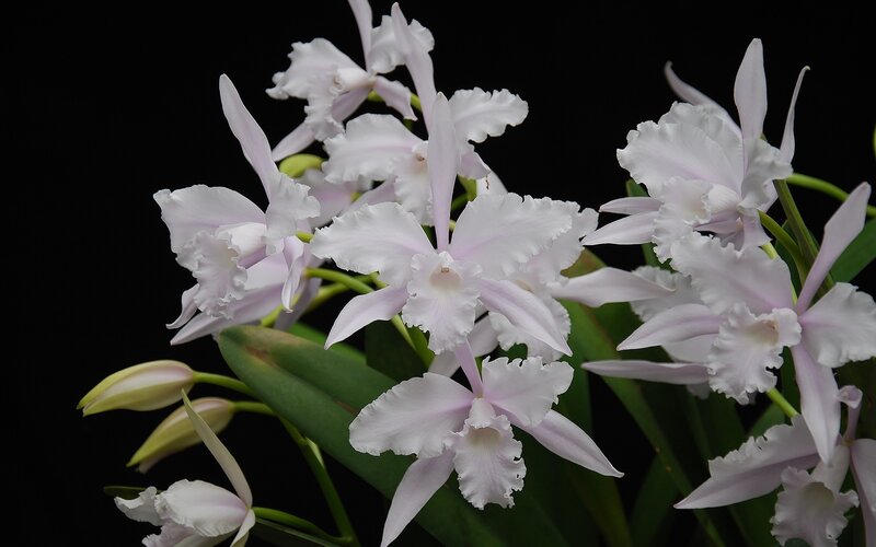 White Orchid Flowers — Serene, Photograph, Leaves, Buds, Green