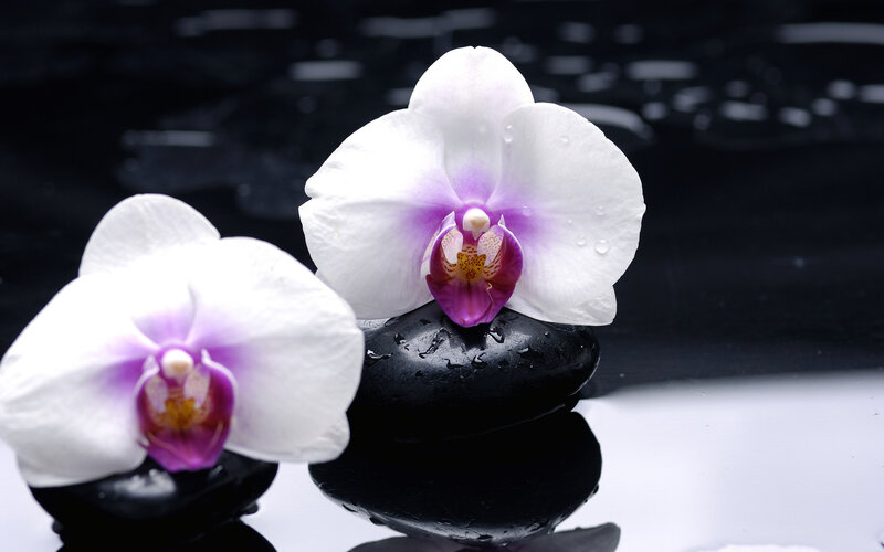 White Orchid Flowers — Serene, Photograph, Orchids