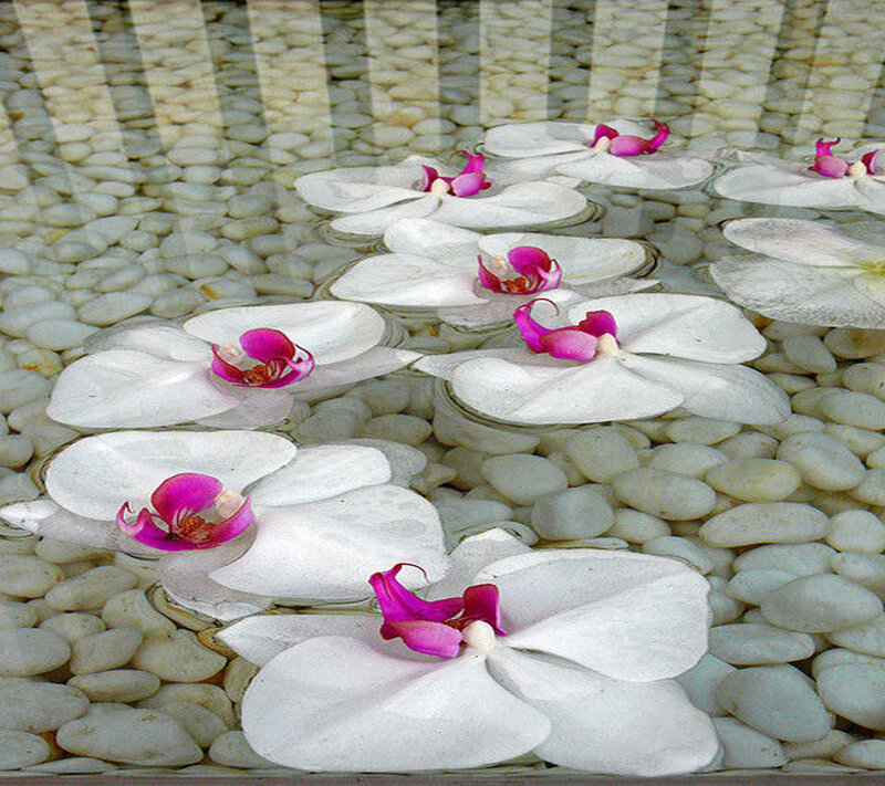 White Orchid Flowers — Serene, Photograph, Pebbles