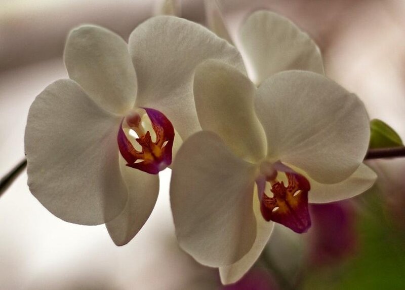 White Orchid Flowers — Serene, Photograph, Petals