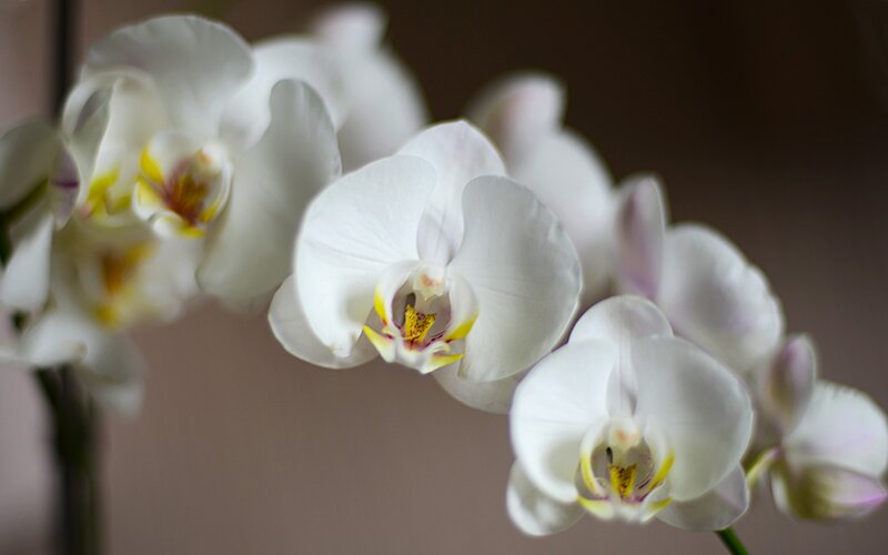 White Orchid Flowers — Serene, Photograph, Stem, Background