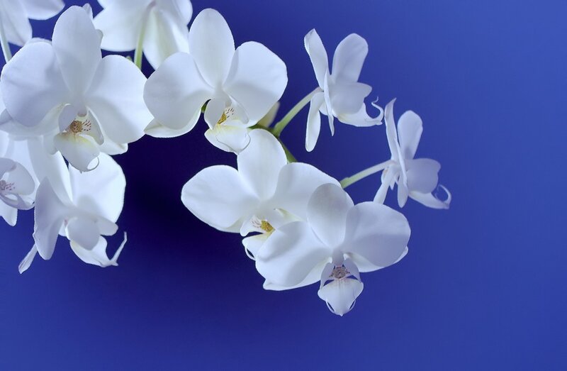 White Orchid Flowers — Serene, Photograph, Stem, Blue Background