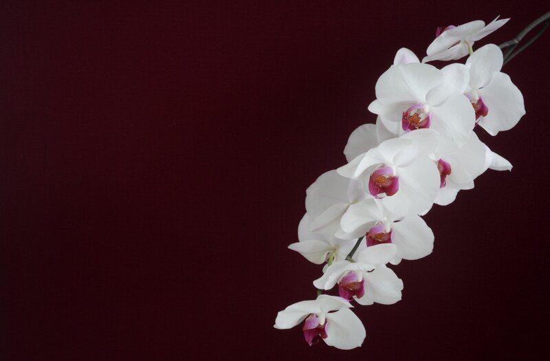 White Orchid Flowers — Serene, Photograph, Stem