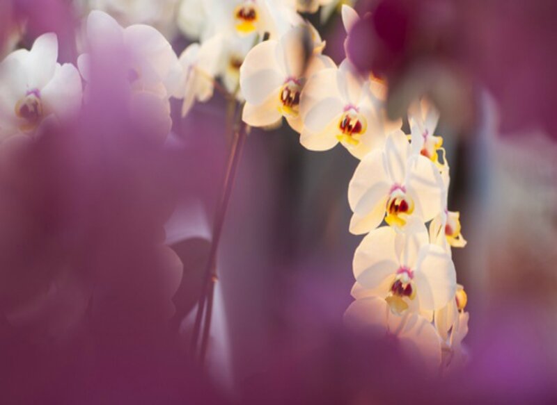 White Orchid Flowers — Serene, Photograph, Stems, Blur