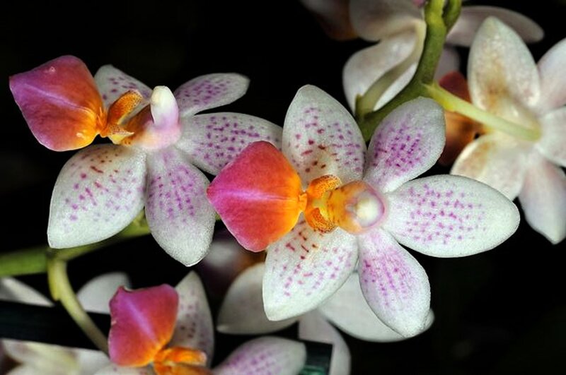 White Orchid Flowers — Serene, Photograph, Stems