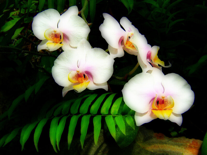 White Orchid Flowers — Serene, Photograph