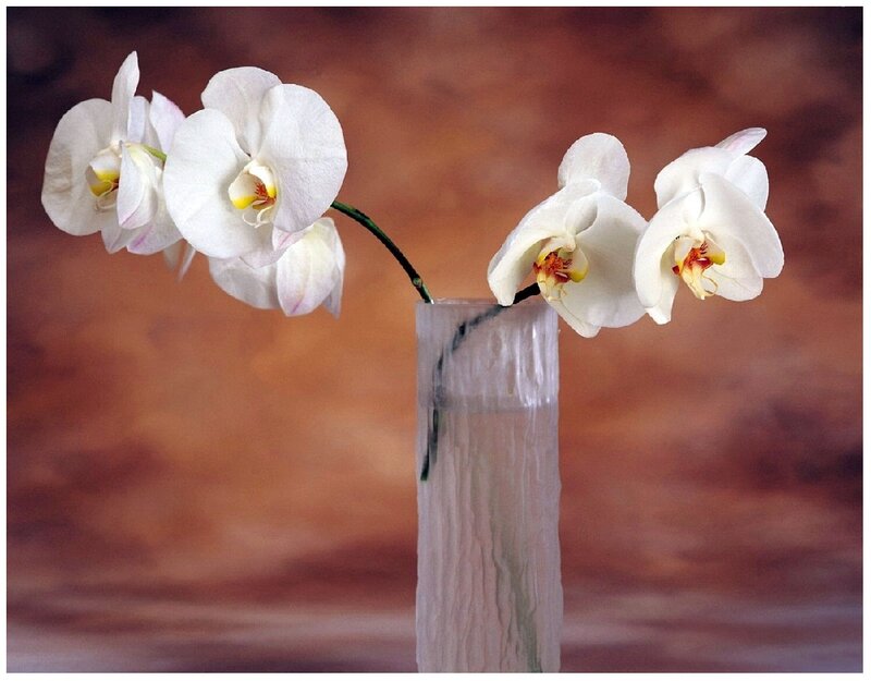 White Orchid Flowers — Serene, Photograph, Vase