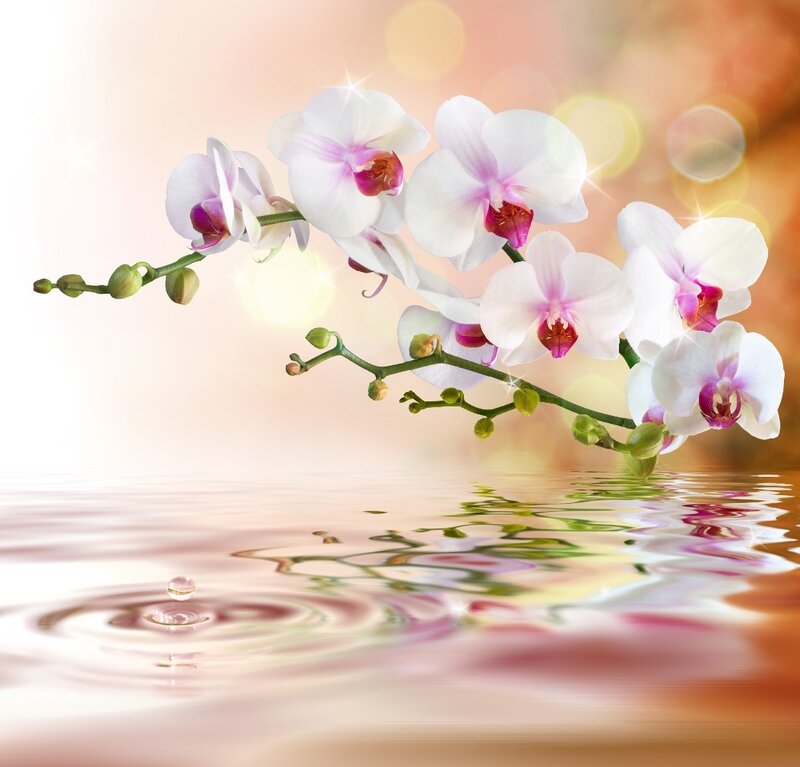 White Orchid Flowers — Serene, Photograph, Water, Bubbles