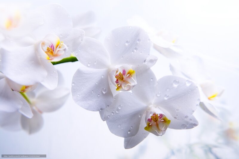White Orchid Flowers — Serene, Photograph, Water Droplets, Green Stem