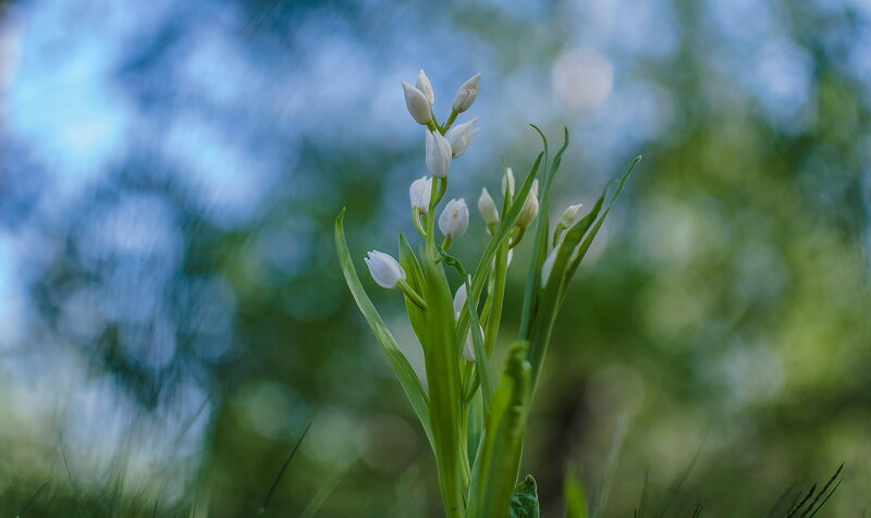 White Orchid Flowers — Serene, Spring