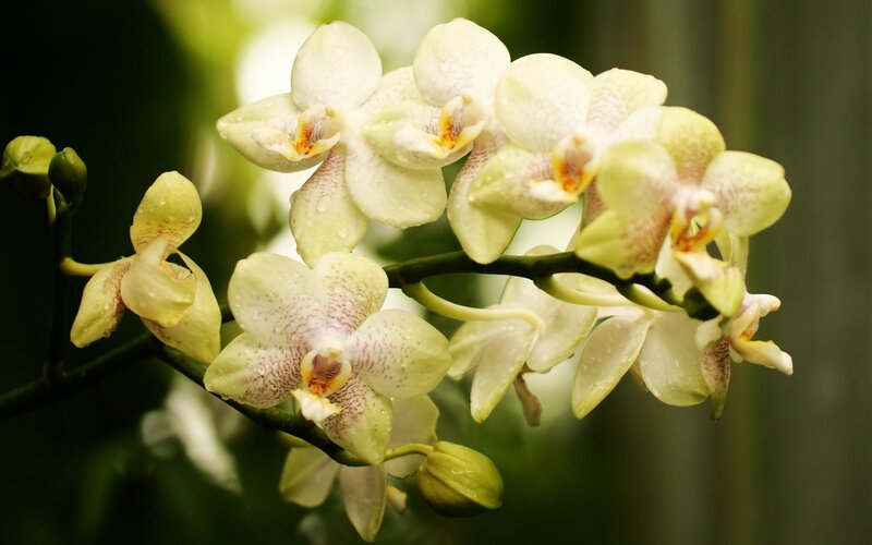 white orchid flowers with water droplets