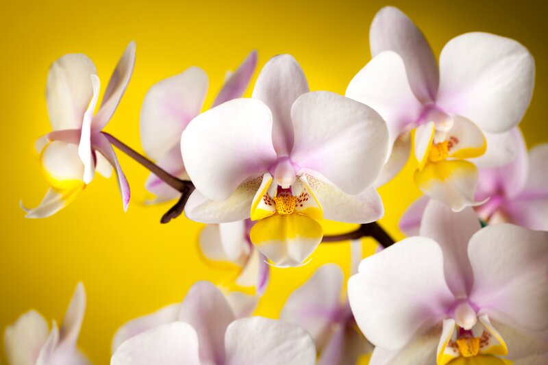 White Orchid Flowers — Yellow, Calm