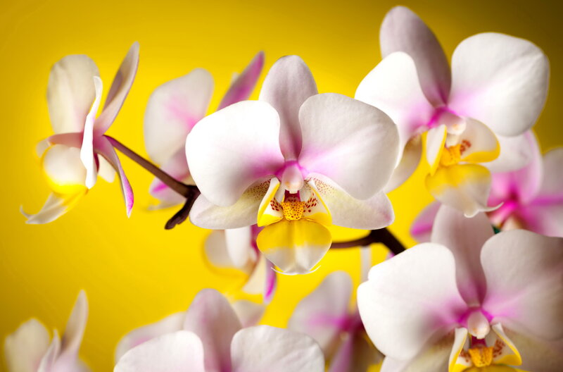 White Orchid Flowers — Yellow