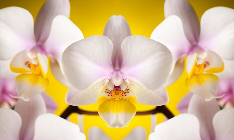 White Orchid Flowers — Yellow, Vibrant