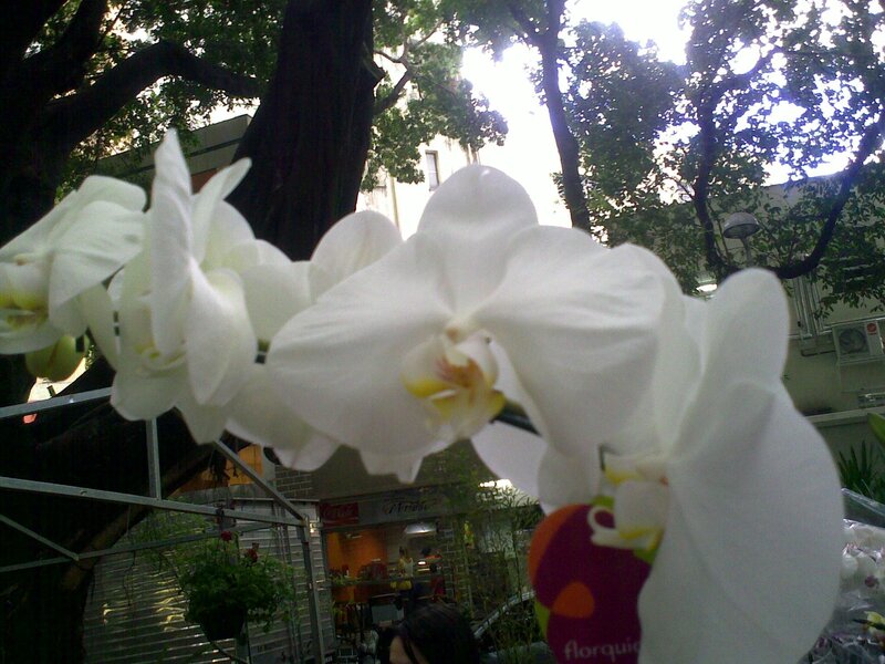 white orchid in a city