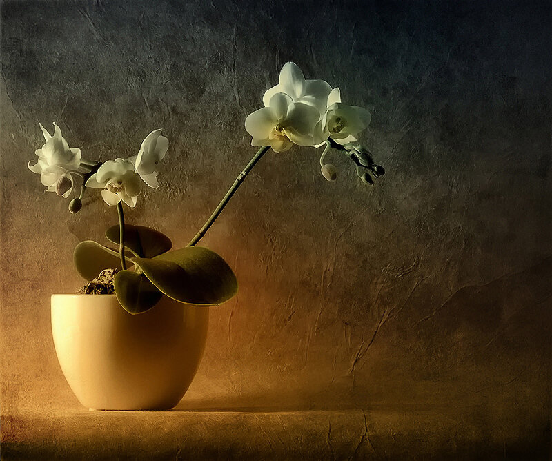 white orchid in a pot
