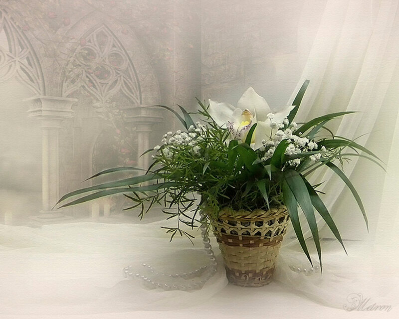 White Orchid in Basket