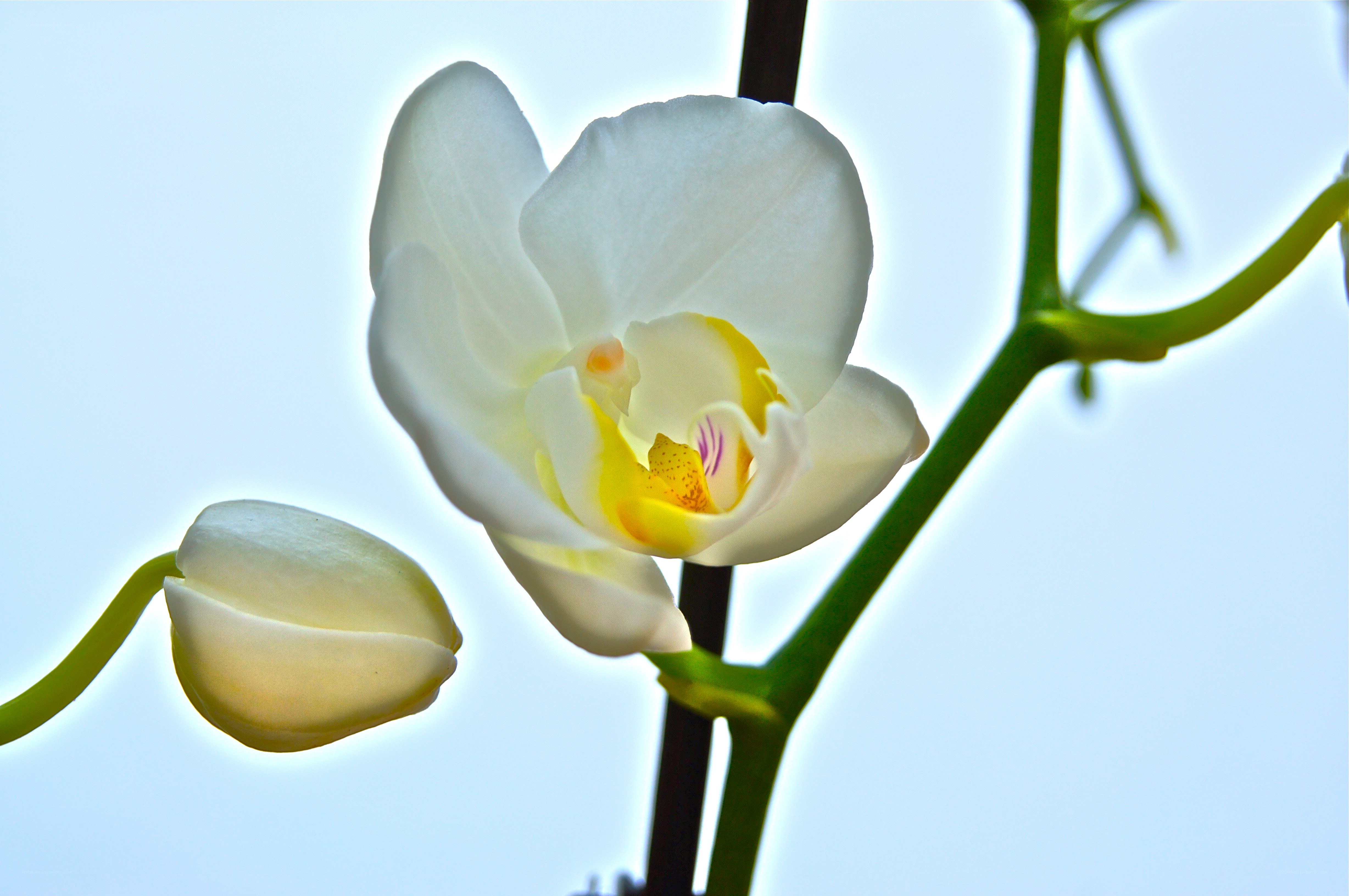 White orchid in bloom