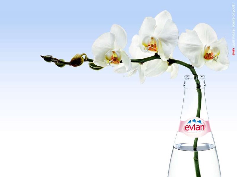 White Orchid in Bottle