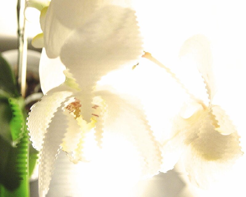 white orchid in bright light