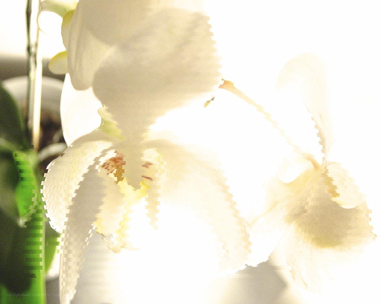 white orchid in bright light