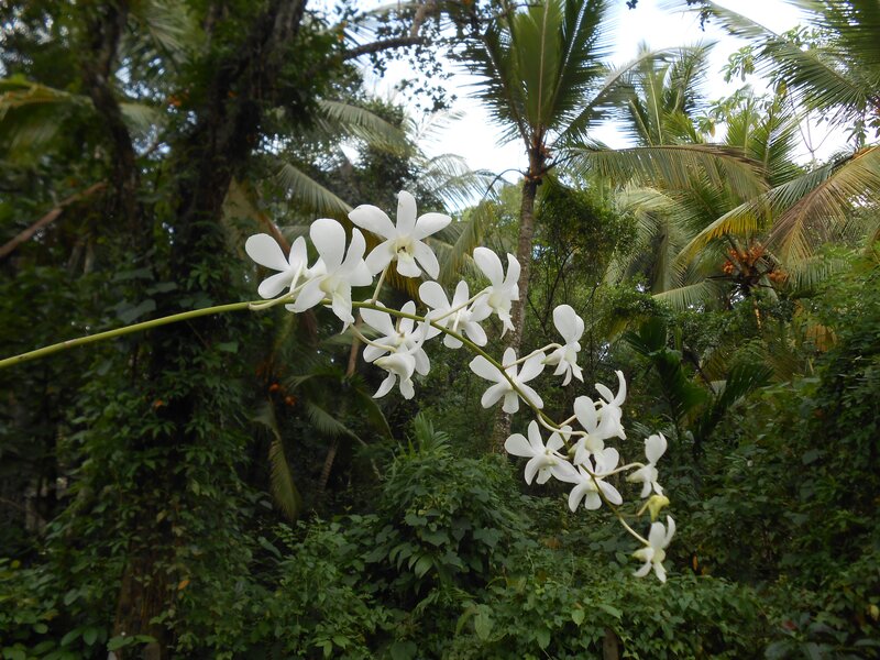 White Orchid in Forest — Serene