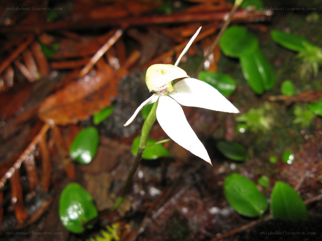 white orchid in forest