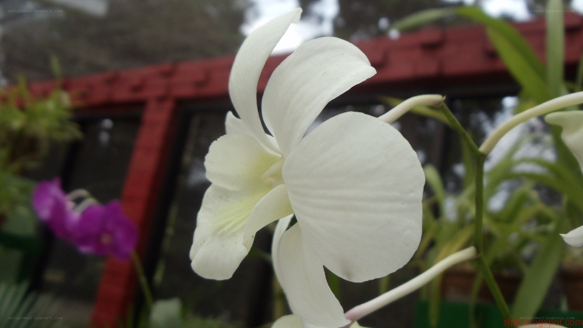 white orchid in garden