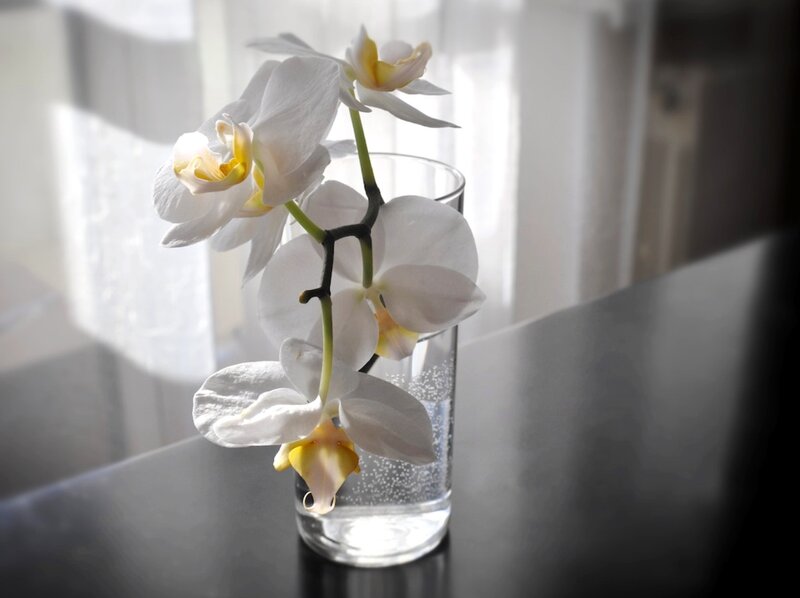 White Orchid in Glass