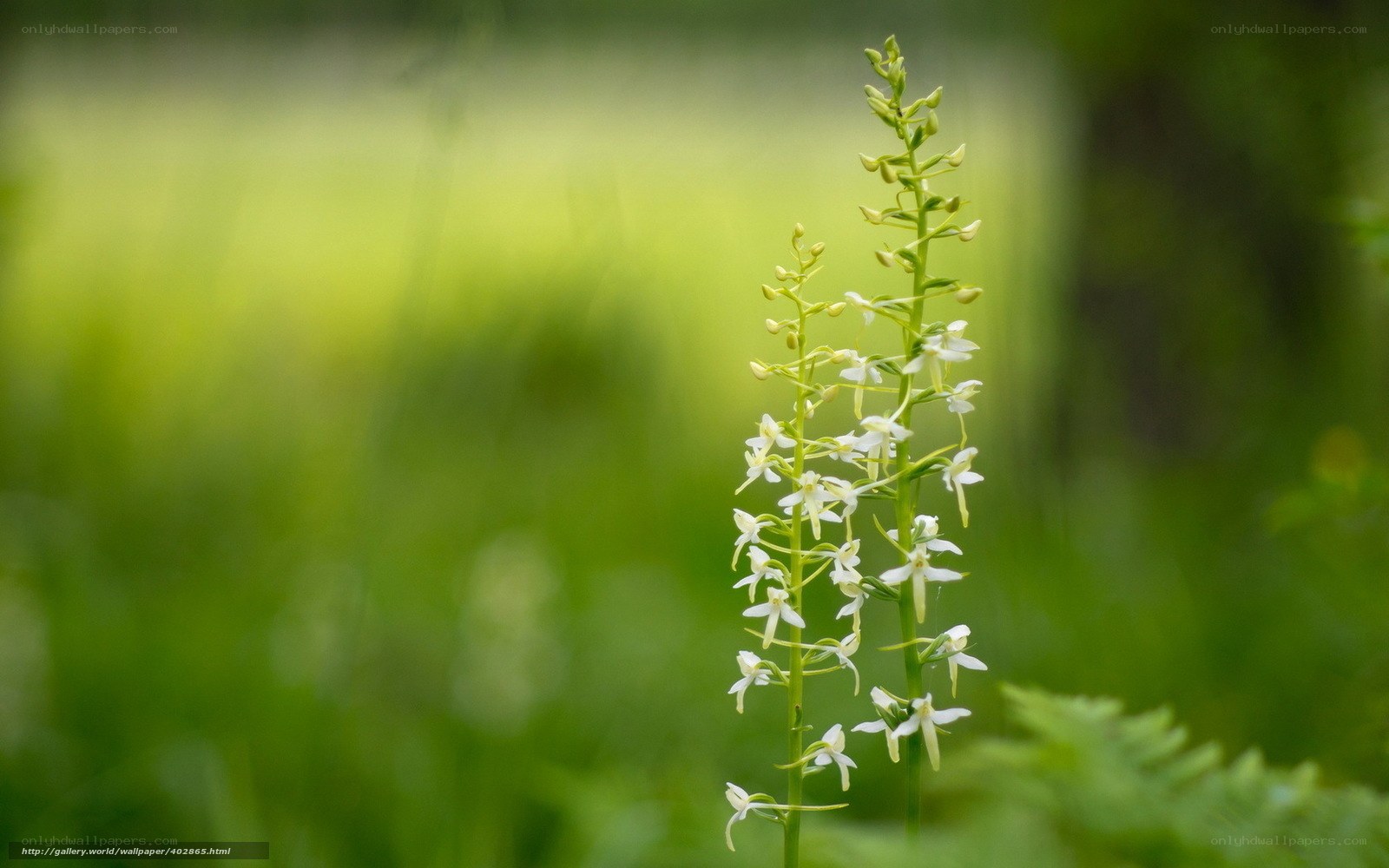 White orchid in green field