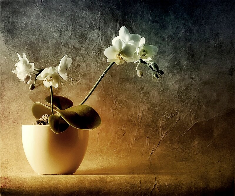 White Orchid in Pot — Brown