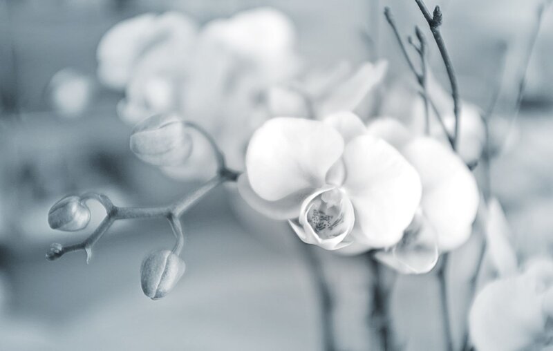 White orchid in soft focus