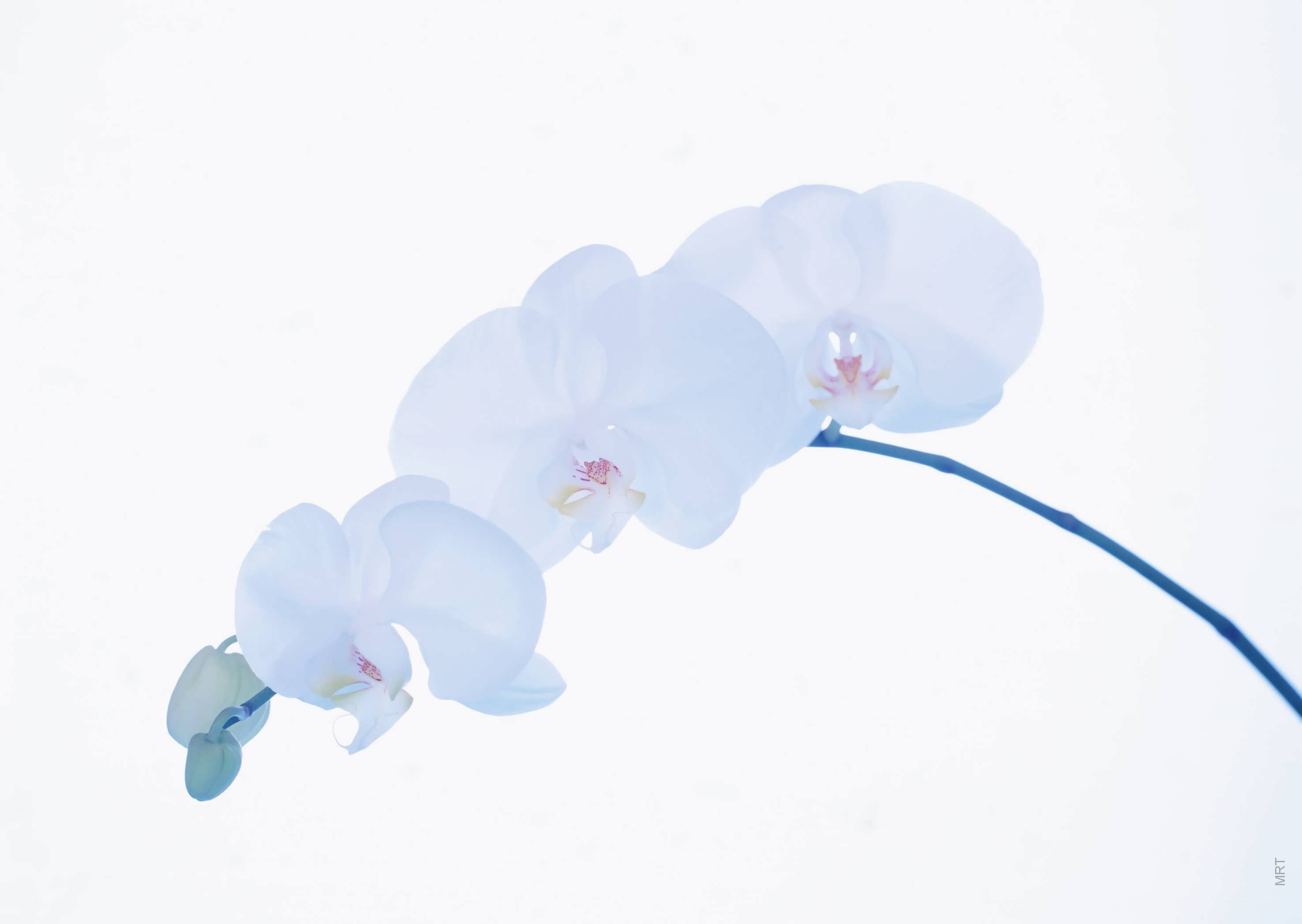 White orchid in soft light